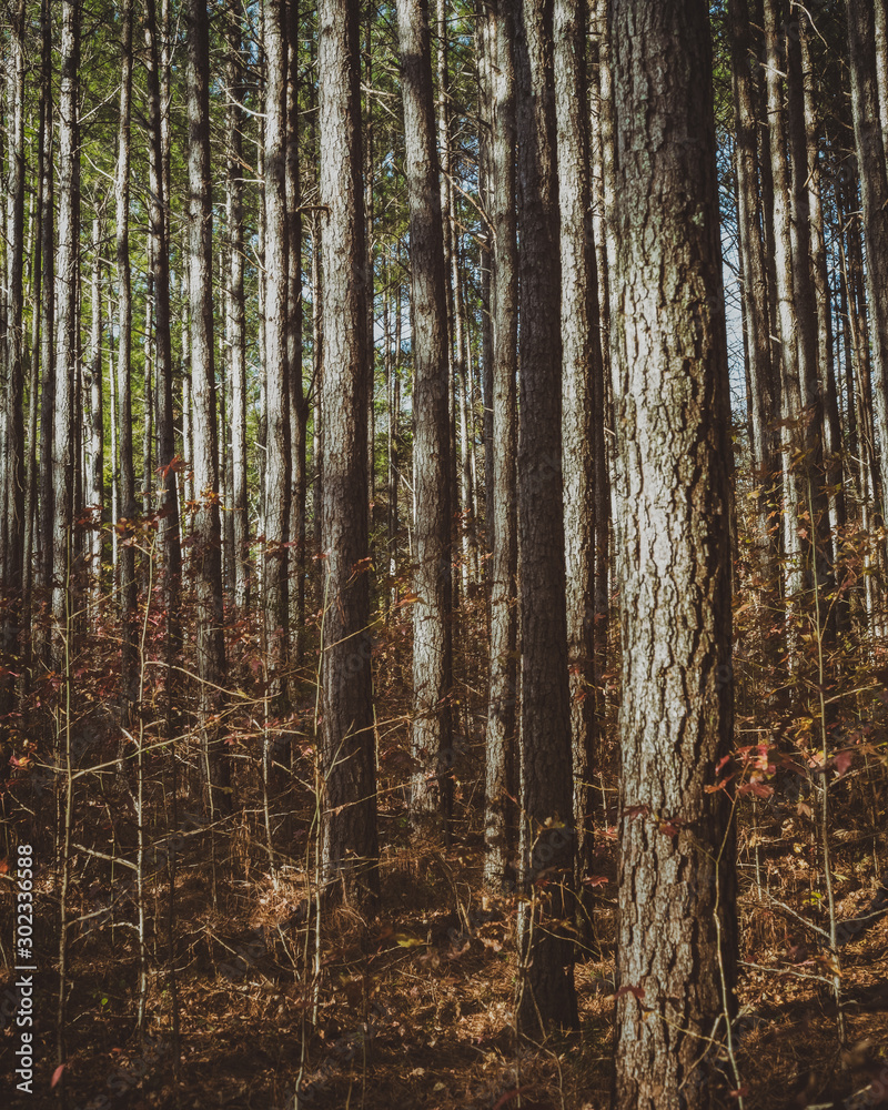 Obraz premium trees in forest