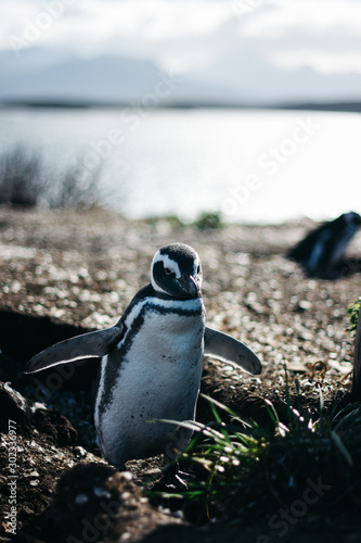 Pinguino magallanico en Ushuaia photo