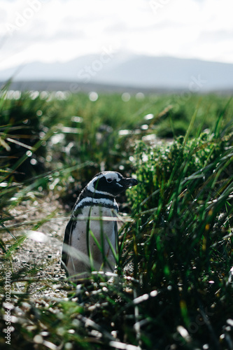 Pinguino magallanico en Ushuaia photo