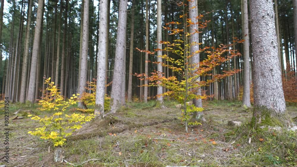Herbstmoment im Wald - Holzlich Willkommen im Ruhepol