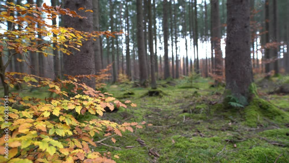 Herbstmoment im Wald - Farbenfroher Randblick durch die Bäume