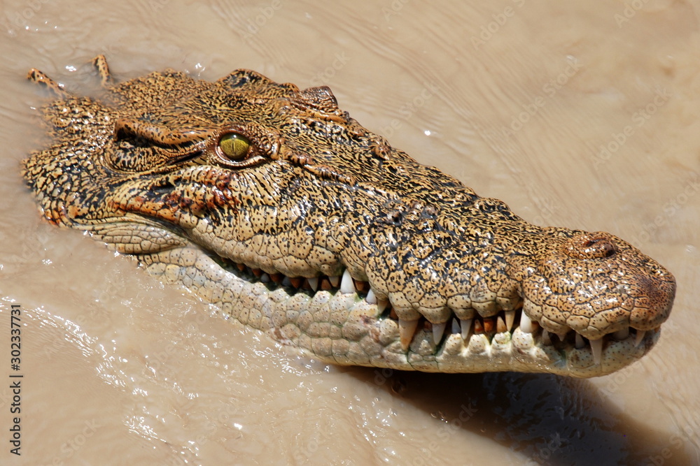 Obraz premium Coccodrillo