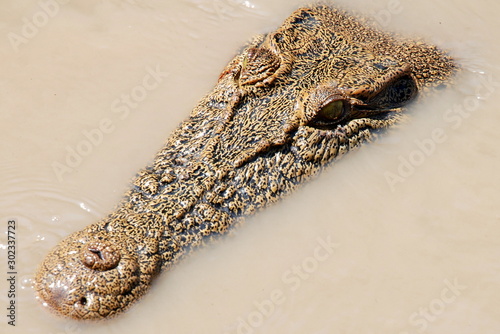 Coccodrillo