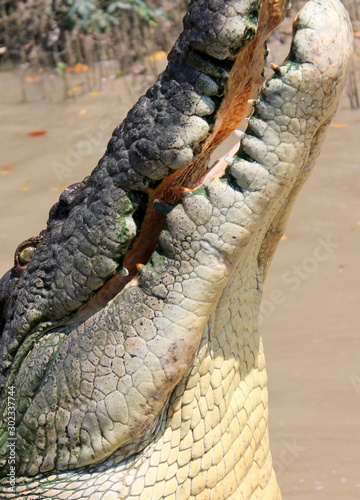 Coccodrillo