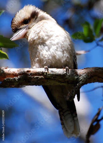 kokabura - Australia 