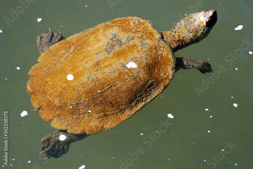 tartaruga