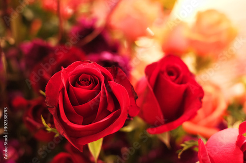 Fototapeta Naklejka Na Ścianę i Meble -  The beautiful red rose in Thailand