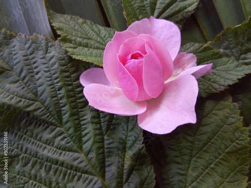 Rose flower on a background of leaves