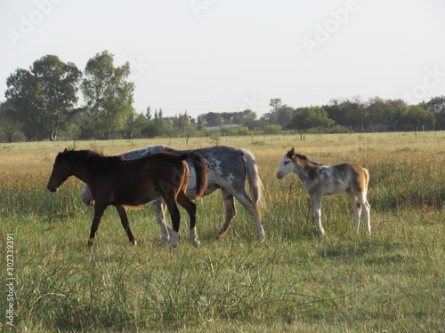 Fototapeta Naklejka Na Ścianę i Meble -  Familia de caballos