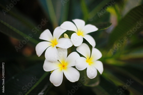 whitel flowers in the garden © Panom