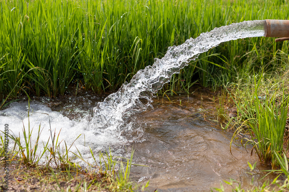 Fotografie Water flows out of the pipes into the green rice fields.