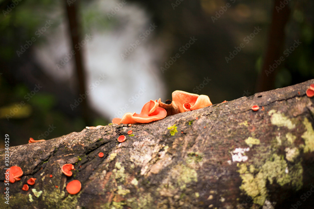 Obraz premium Orange mushrooms on a log on a high mountain