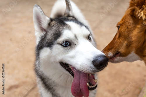 siberian husky with funny expression winning a can of a mutt kiss