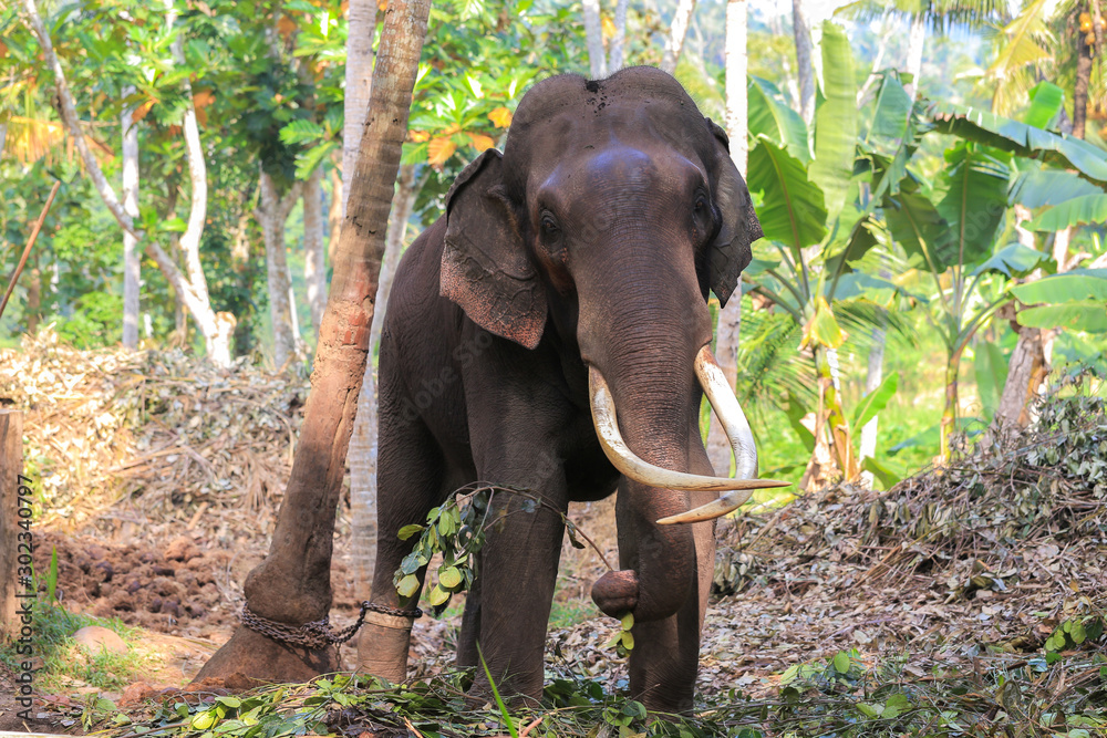 Fototapeta premium Tethered elephant wit big tusks