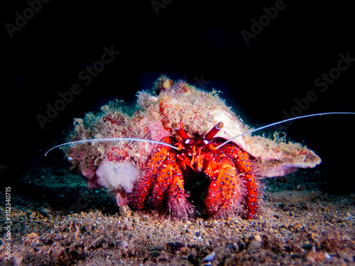 White-spotted Hermit Crab (Dardanus megistos) out for a walk.  It is decapod crustaceans of the superfamily Paguroidea. Scuba diving photography and marine life. photo