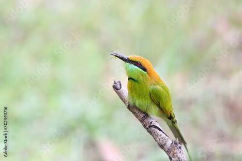 colorful bird on a branch