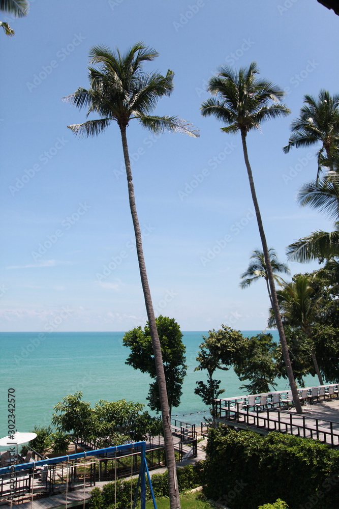 palm trees on the beach