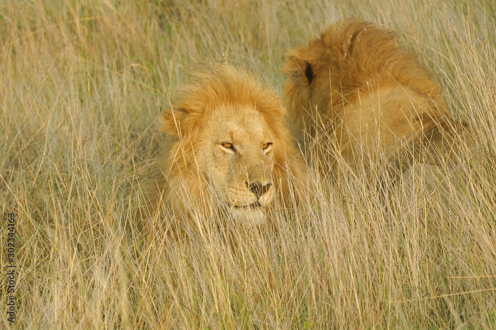 Male lion laying in wait for prey