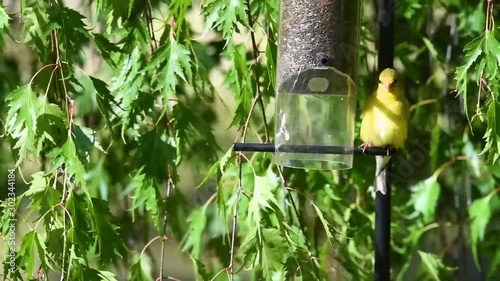 Finches on a Nyger THistle feeder hanging in a cut leaf weeping birch tree with wind