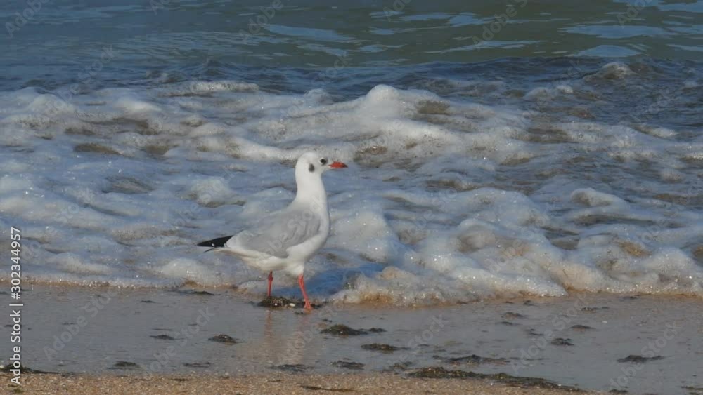 seagull on the edge of sea water on a sandy beach seagull on the edge of sea water on a sandy beach