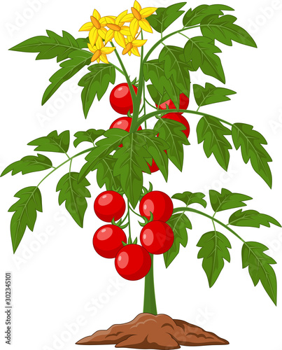Cartoon tomato plant isolated on white illustration