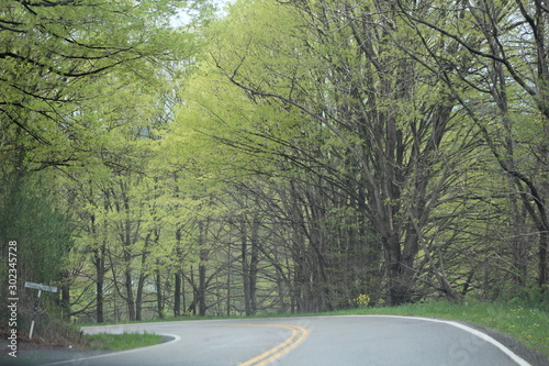 curvy road under tree canopy