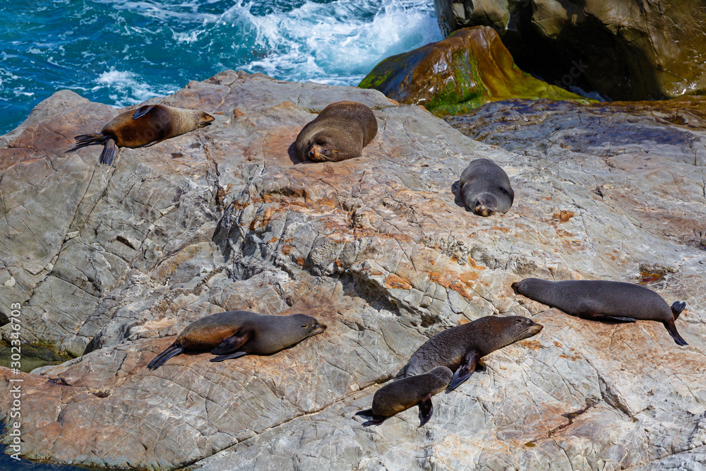 Sea lions sunbathing. Sea lions resting on a rock at Kaikoura beach ...