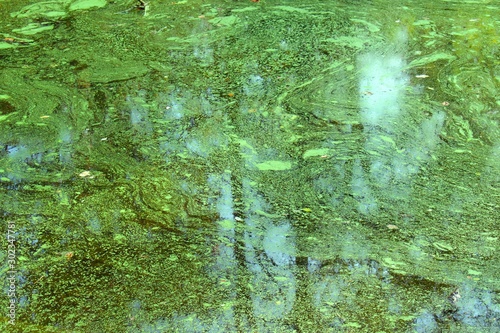 Photos Green algae growing in stagnate water, creating an abstract swirl painted effect