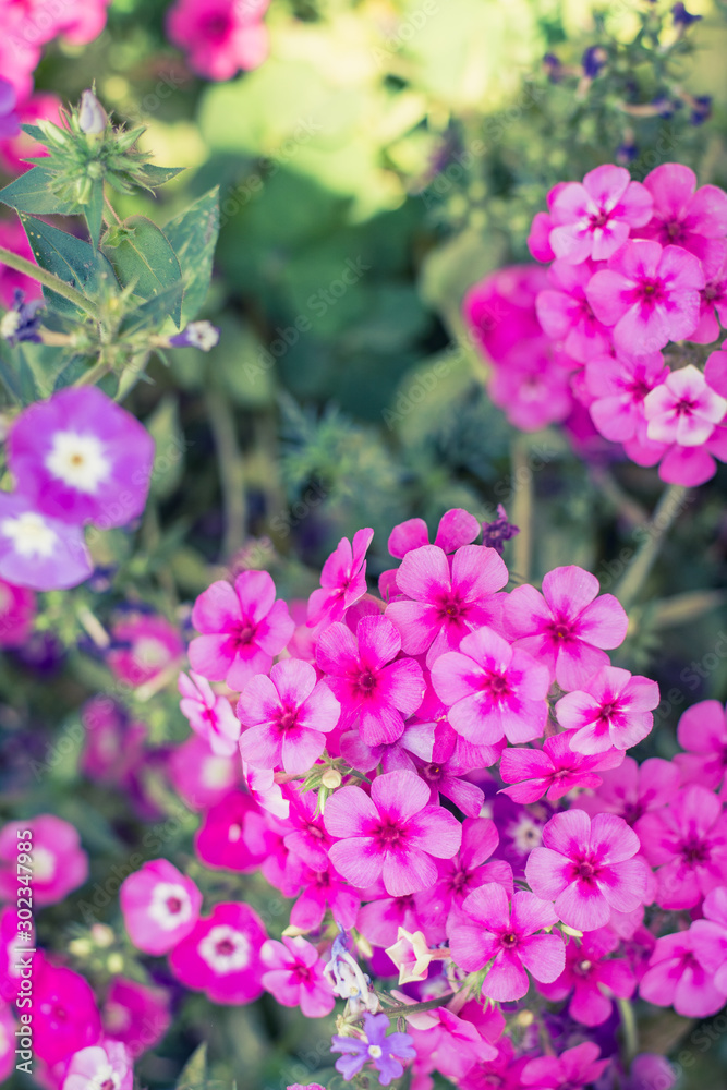 Pink little flower blossom, vintage filter