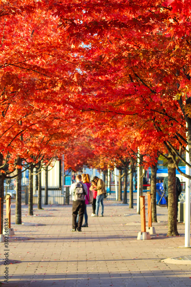 City sidewalk with beautiful red and orange fall leaves on a sunny day