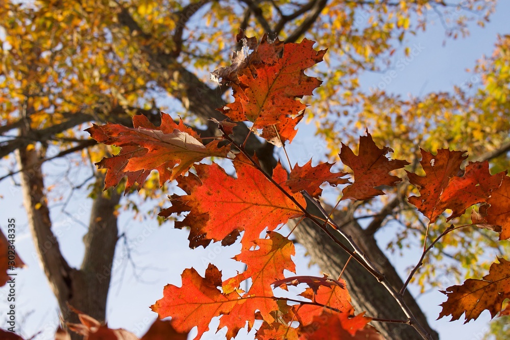 Golden sunlight hitting autumn fall leaves Golden sunlight hitting autumn fall leaves