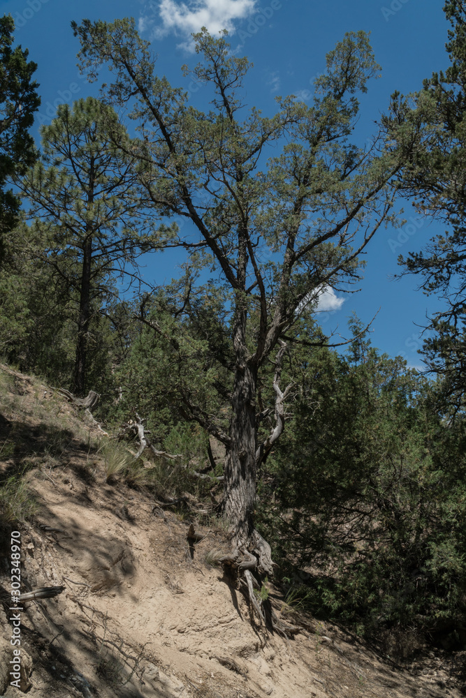 Vertical of trees in the Gila National Forest, New Mexico. Vertical of trees in the Gila National Forest, New Mexico.