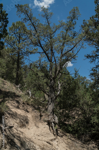 Vertical of trees in the Gila National Forest, New Mexico.