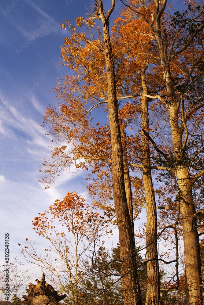 Looking up at autumn foliage, trees during sunset in Fall Looking up at autumn foliage, trees during sunset in Fall