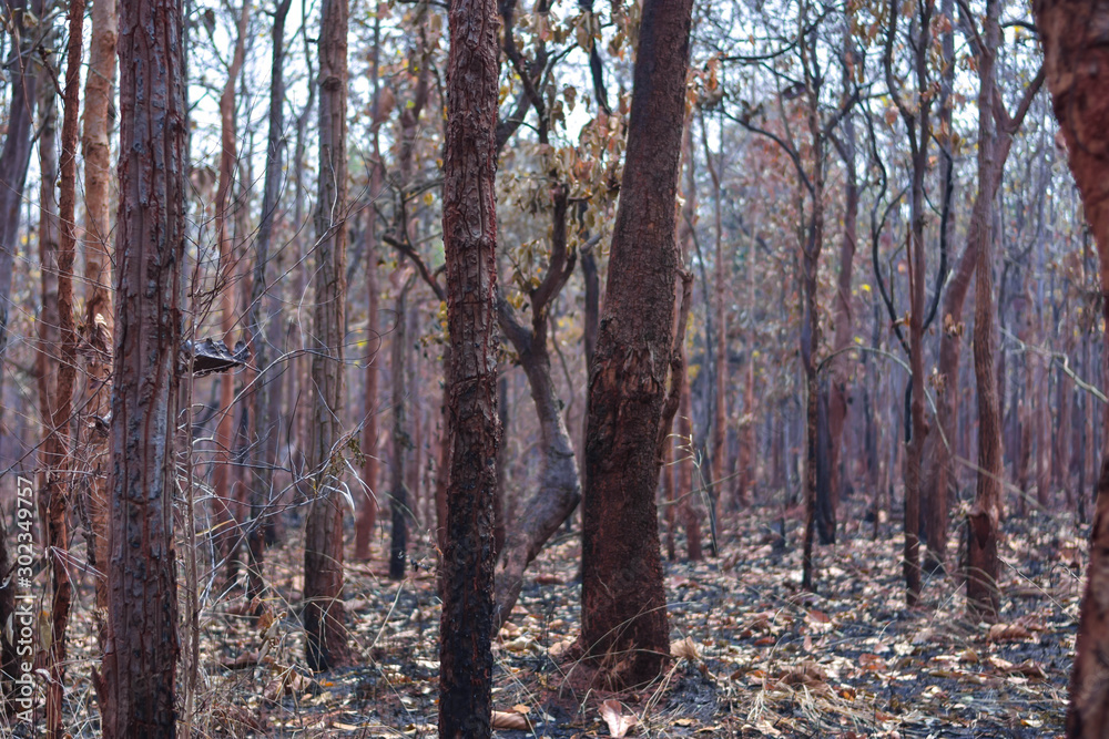 Obraz premium Forest in the reserve forest was burned during the dry season. Smoke dust problems PM.2.5 Important factors of global warming in Thailand and Southeast Asia