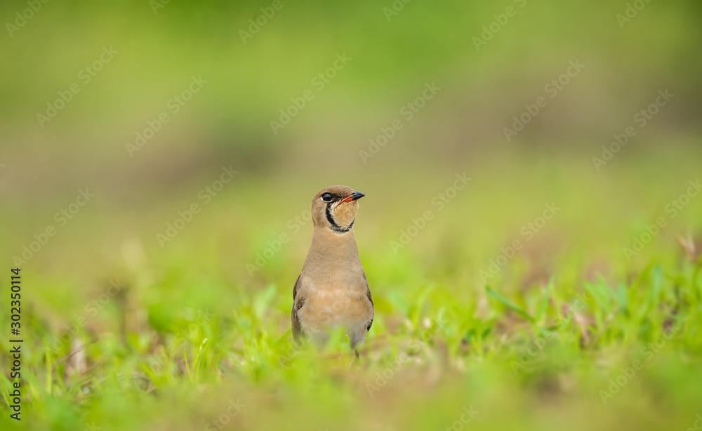 Oriental Pratincole (Formal Name: Glareola maldivarum) Oriental Pratincole (Formal Name: Glareola maldivarum)