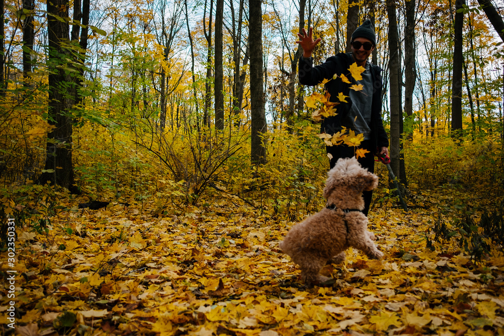 cockapoo puppy chases leaves cockapoo puppy chases leaves