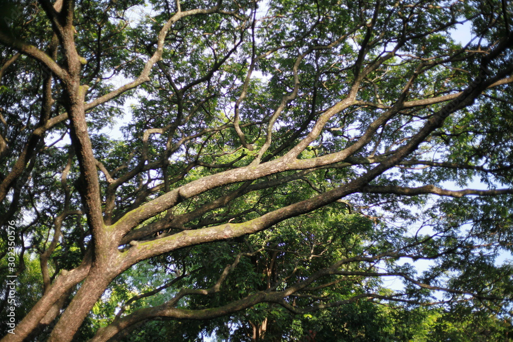 Fototapeta premium green tree branches