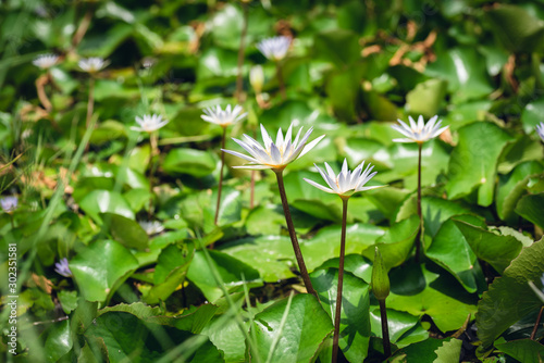 white lotus flower with green leaves