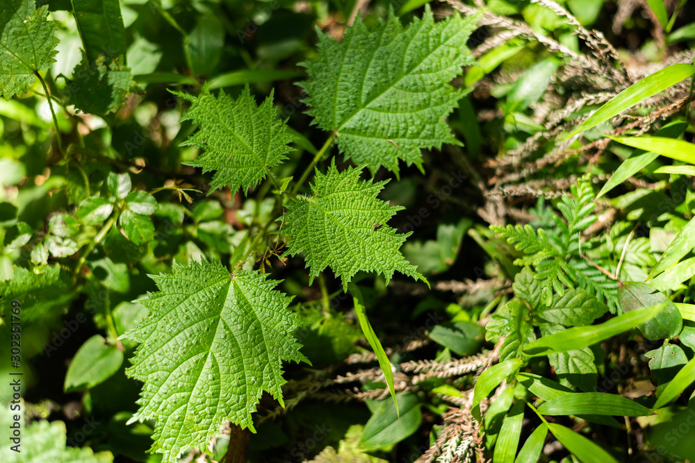sting nettle in the tropical forest sting nettle in the tropical forest