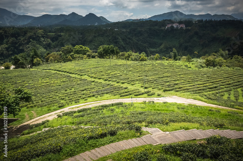 rural scenery of tea farm at Yuchi © ChenPG