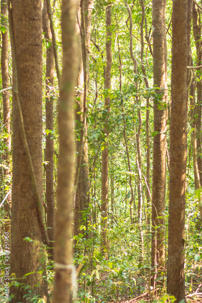 Vertical shot of trees in the middle of evergreen forest in summer season.