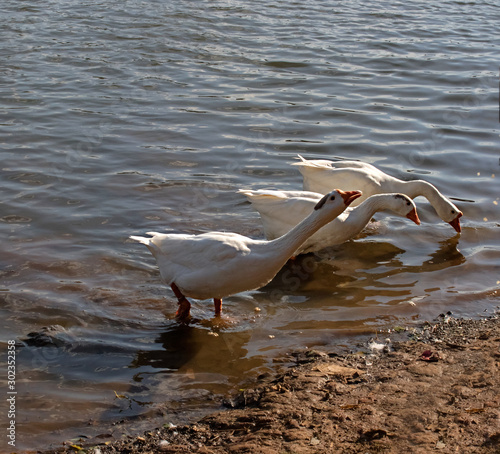 three ducks ligned up  photo