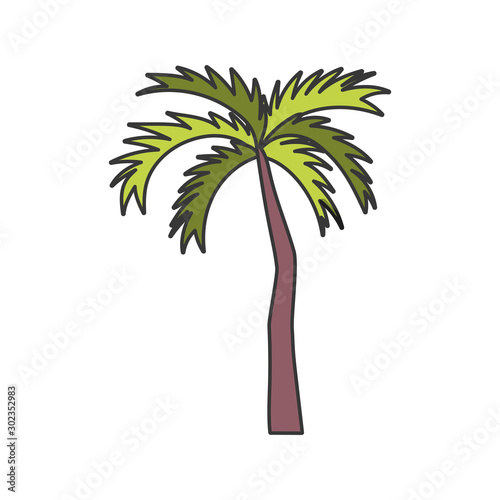 tropical palm tree on white background