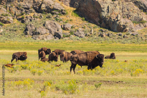 Herd of Bison Yellowstone