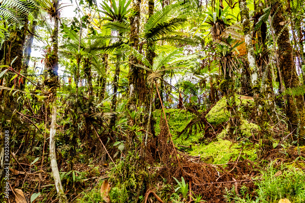 Obraz premium Ruta del Roble, Santander, Boyacá, Colombia