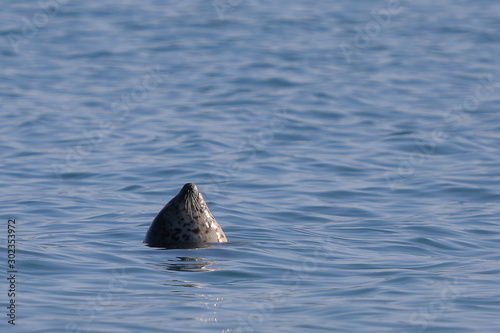 Wild seal Phoca largha swimming in the water, breezing in between dives. Wild marine mammal swimming in nature.