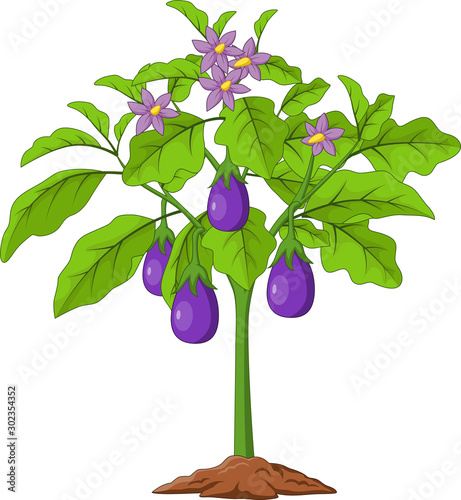 Cartoon Eggplants isolated on white background