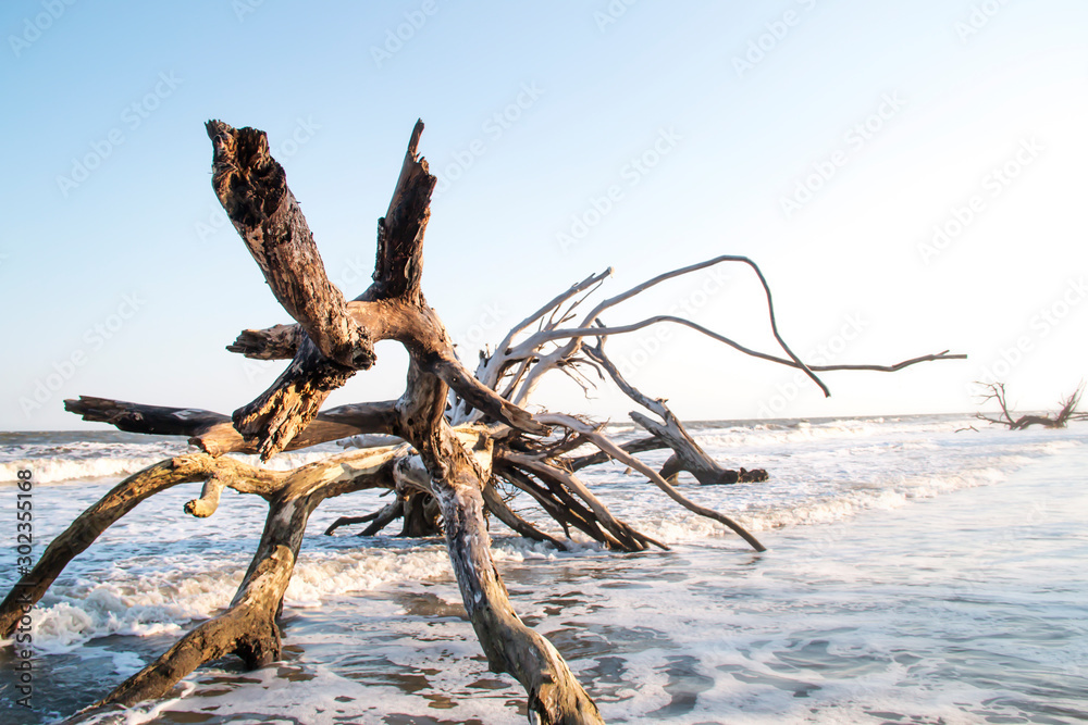 Dead tree in the ocean