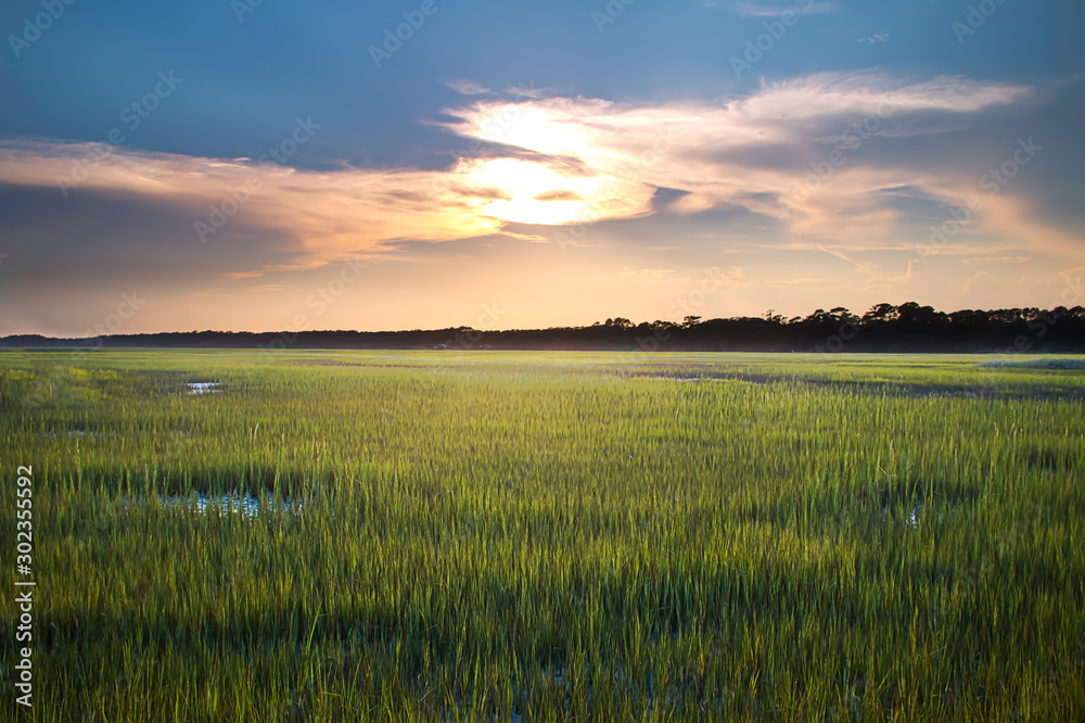 Green grass of a marsh in summer